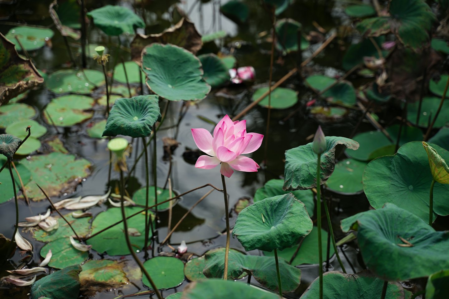 Un fiore di loto rosa sboccia tra foglie di ninfea verdi.