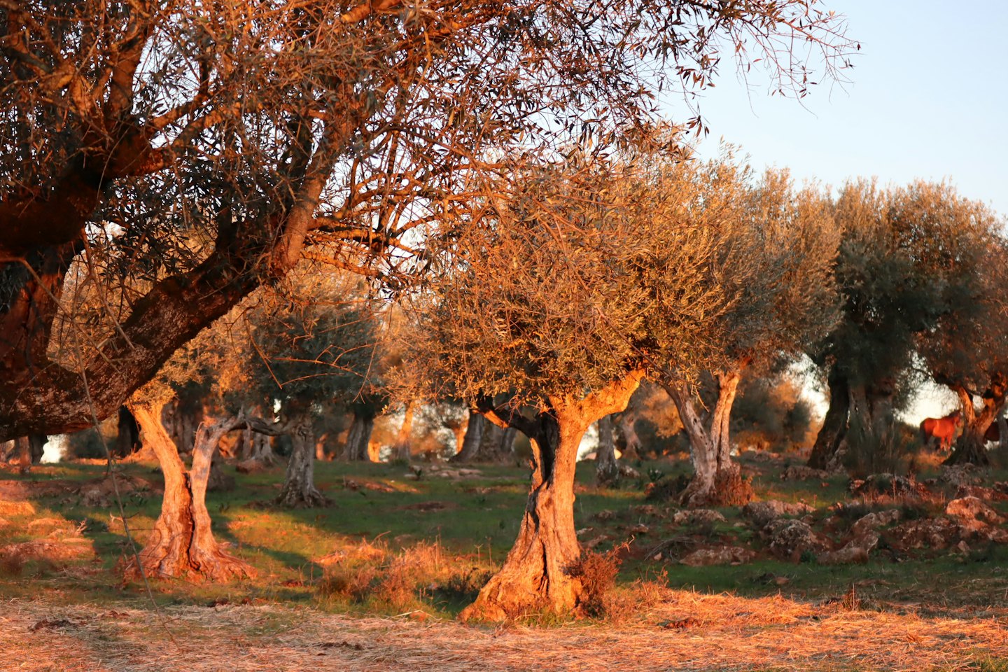 Alberi di ulivo nodosi in un campo al tramonto.