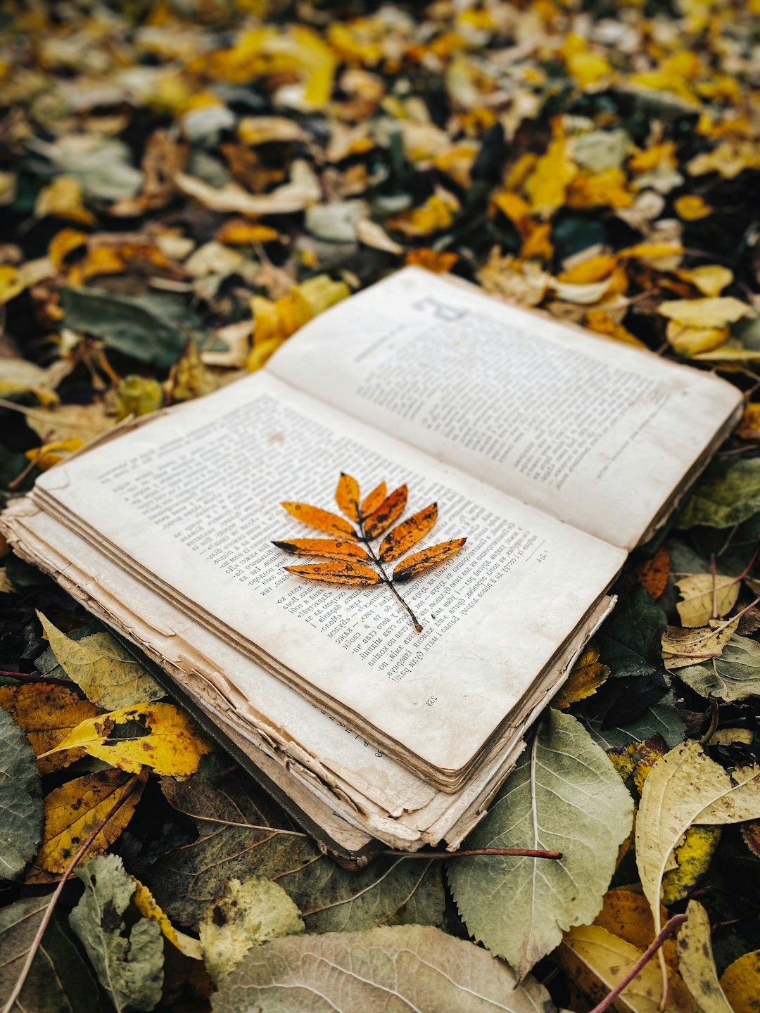 Un libro aperto con un segnalibro a foglia appoggiato su fogliame autunnale.